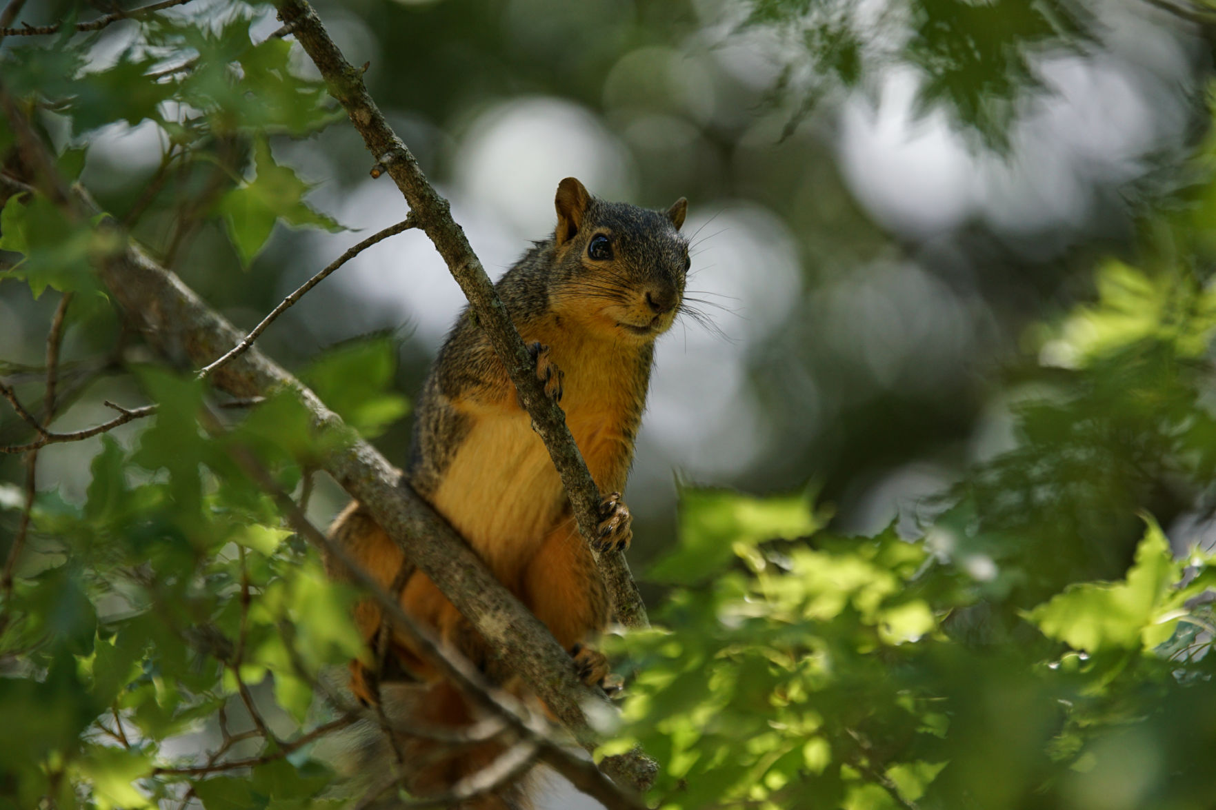 Squirrel